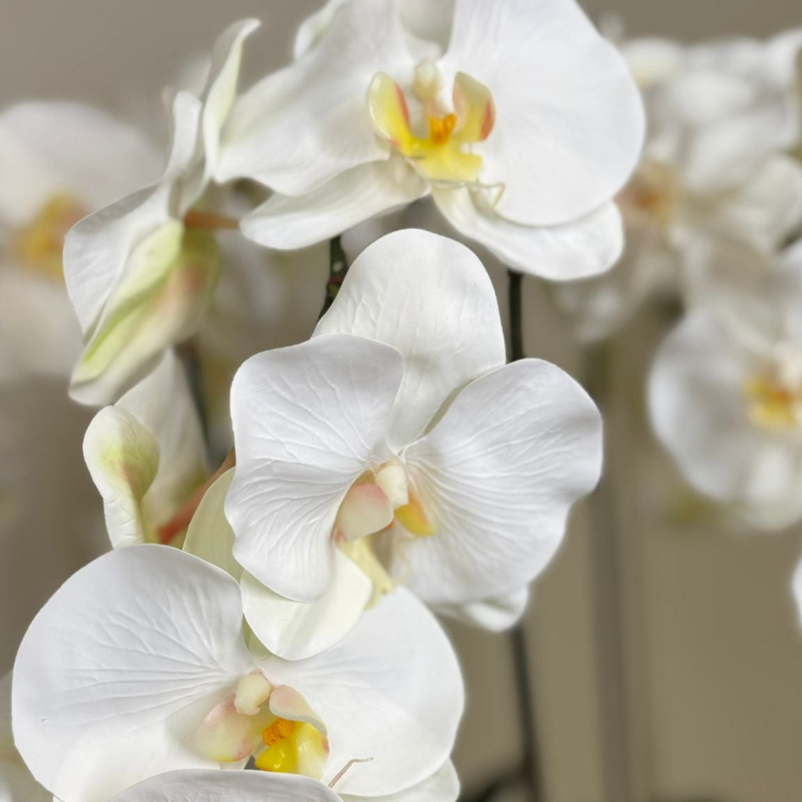 Single Orchid in Moss Art