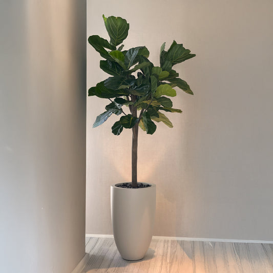 Brazilian Fiddle Leaf Tree
