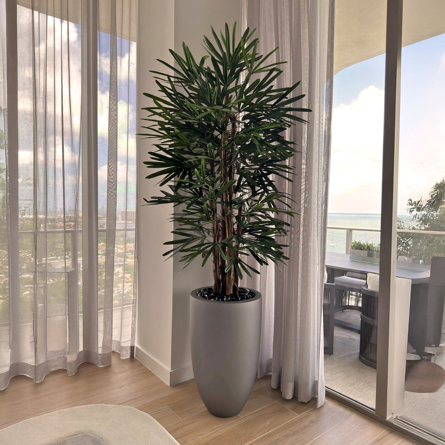 Lady Palm Tree