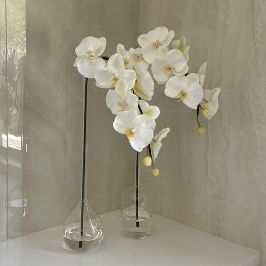 Orchid in Clear Tube