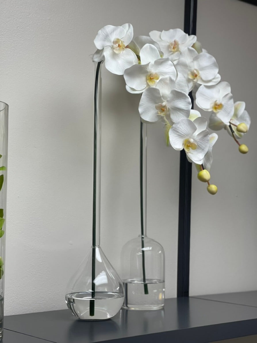 Orchid in Clear Tube