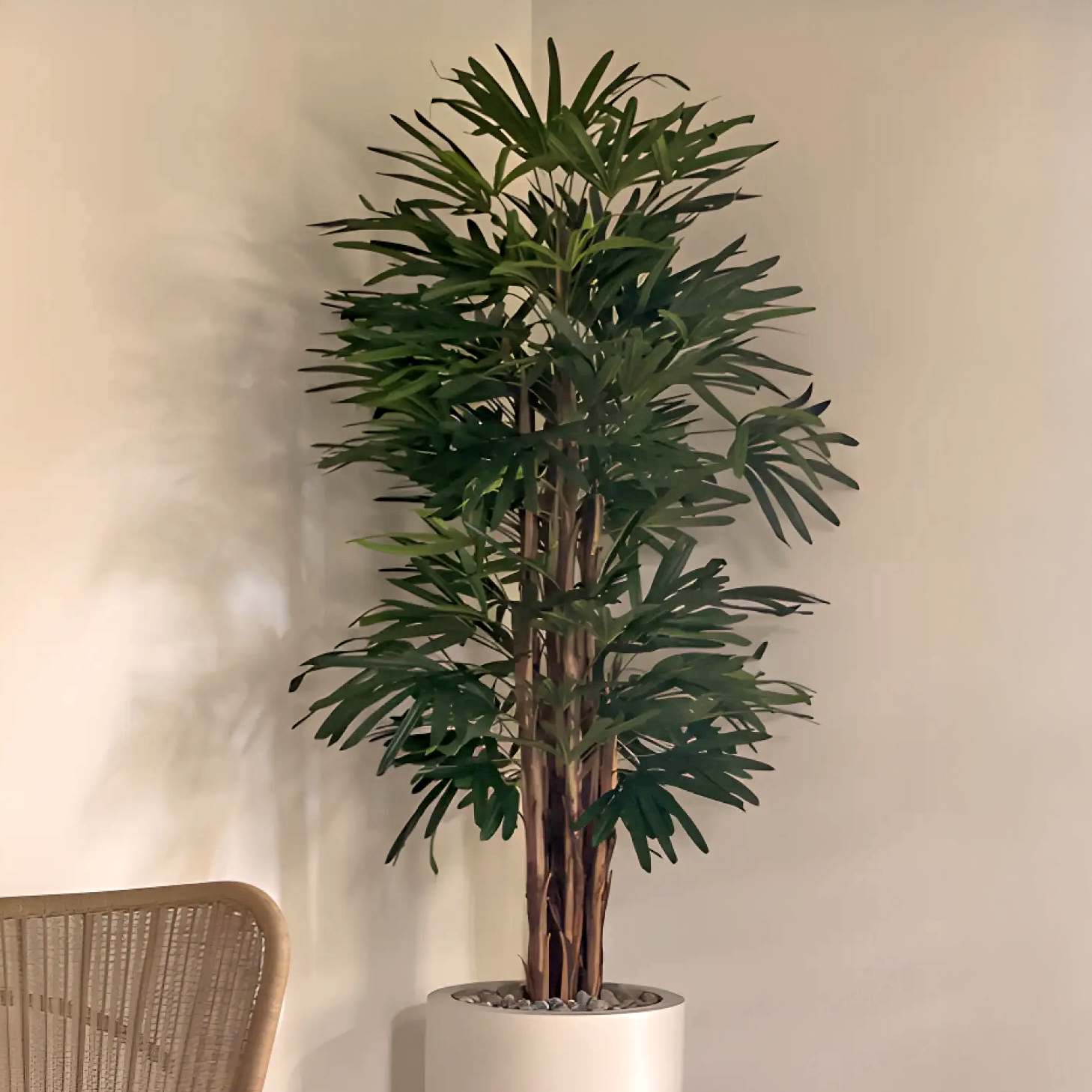 ftd deeply adored palm planter Lady Palm Tree Brannan Planter 29”H x 18"W / Matte Black
