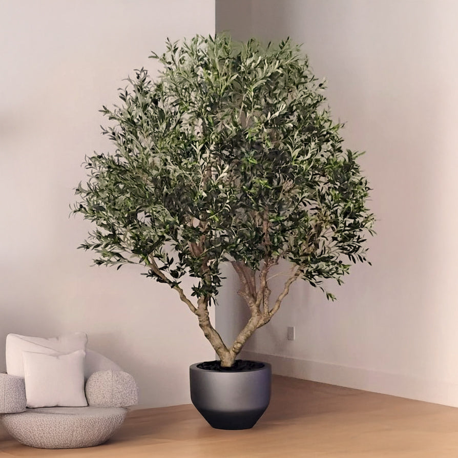 Olive Tree