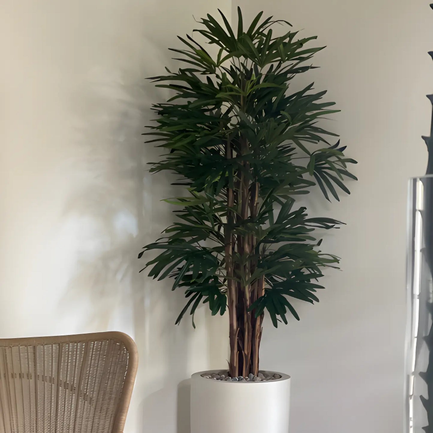 Introducing our Raphia Tree - a natural work of art that adds a touch of sophistication to any space. With its tall, slender trunk and exquisite fronds, this tree evokes a sense of elegance and luxury. Bring the beauty of nature into your home or office with our Raphia Tree.