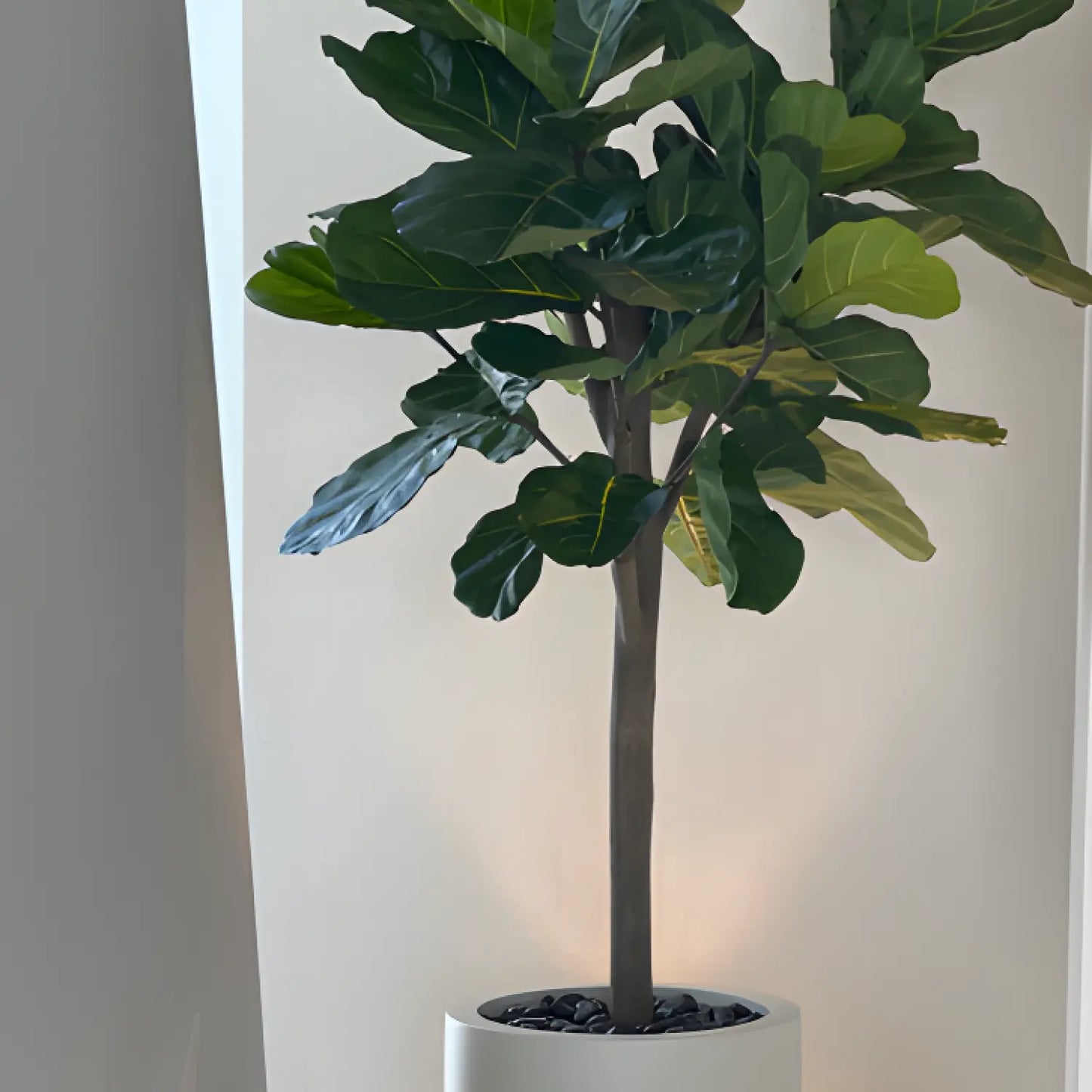 Introducing our Brazilian Fiddle Leaf Tree - a luxurious addition to any space. Its vibrant, glossy leaves bring a touch of exotic beauty, while its sturdy trunk adds a sense of strength and sophistication. With this statement piece, elevate your surroundings and immerse yourself in the world of elegance and refinement.