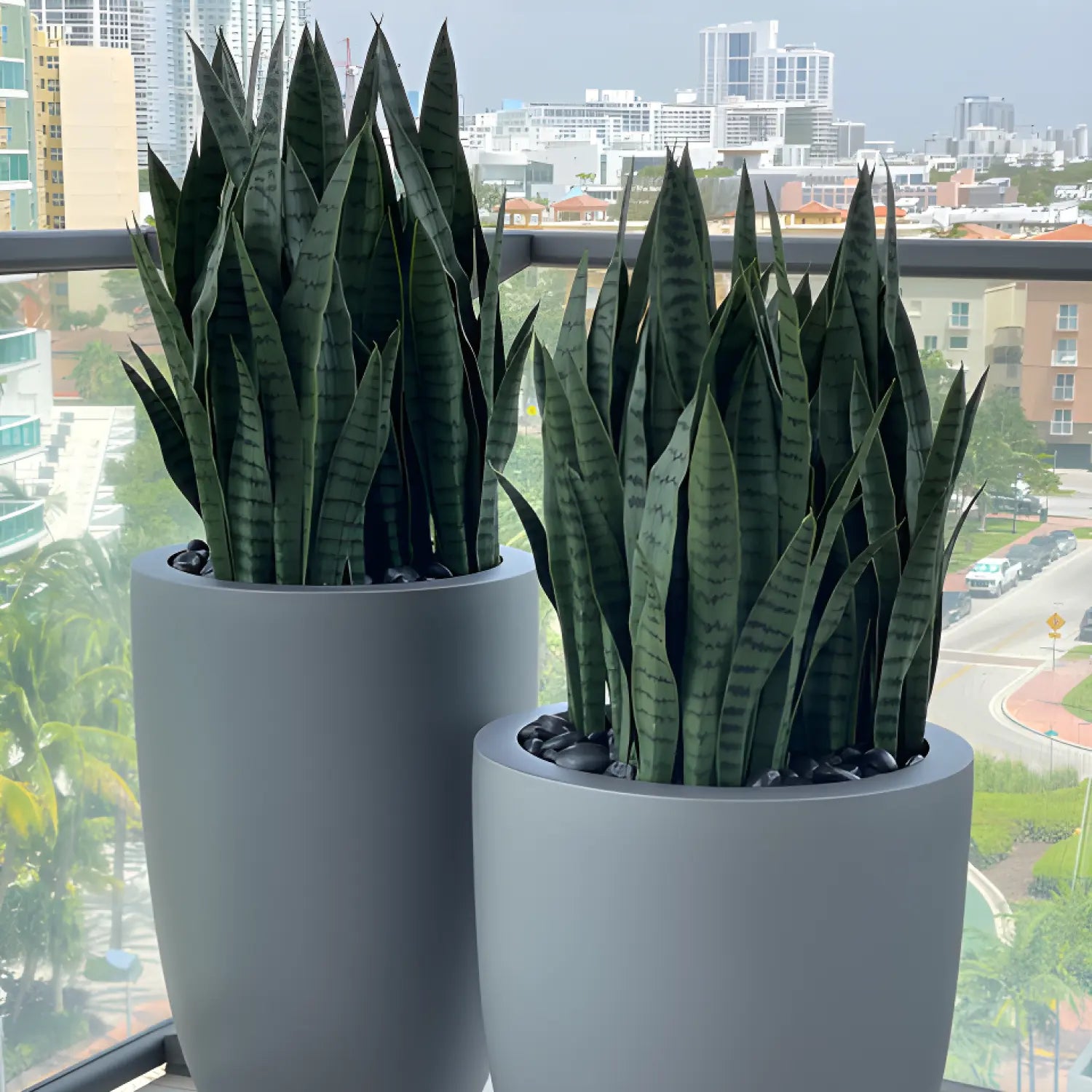 Introducing our luxurious Snake plants, the perfect addition to your elegant home. These sophisticated plants not only add a touch of style, but also purify the air and promote a peaceful atmosphere. Transform your space into a sanctuary with our exclusive Snake plants.