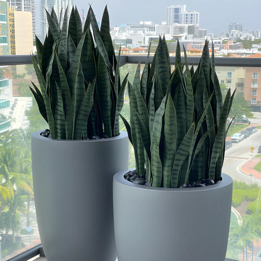 Introducing our luxurious Snake plants, the perfect addition to your elegant home. These sophisticated plants not only add a touch of style, but also purify the air and promote a peaceful atmosphere. Transform your space into a sanctuary with our exclusive Snake plants.