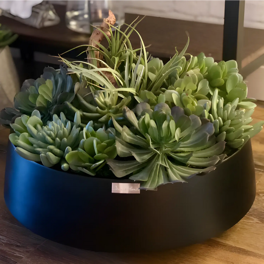 Add a touch of natural elegance to your home with our succulent plants. These easy-to-care-for plants bring a sense of beauty and charm to any space. With their unique shapes and colors, succulents add a touch of sophistication to your decor. Embrace the beauty of nature with our succulent collection.