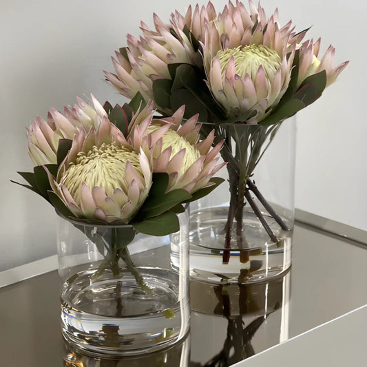 Blush King Protea